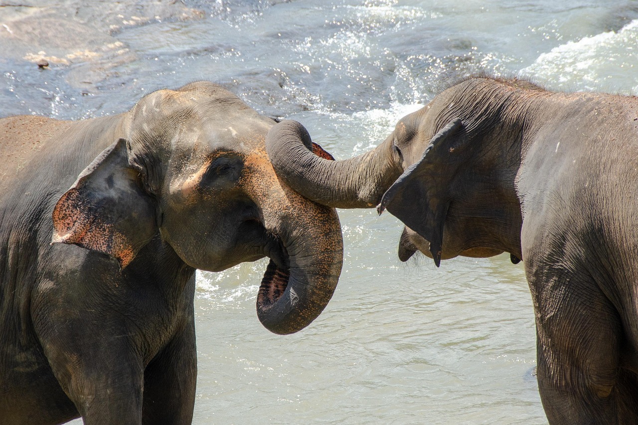 elephant 4045554 1280.jpg