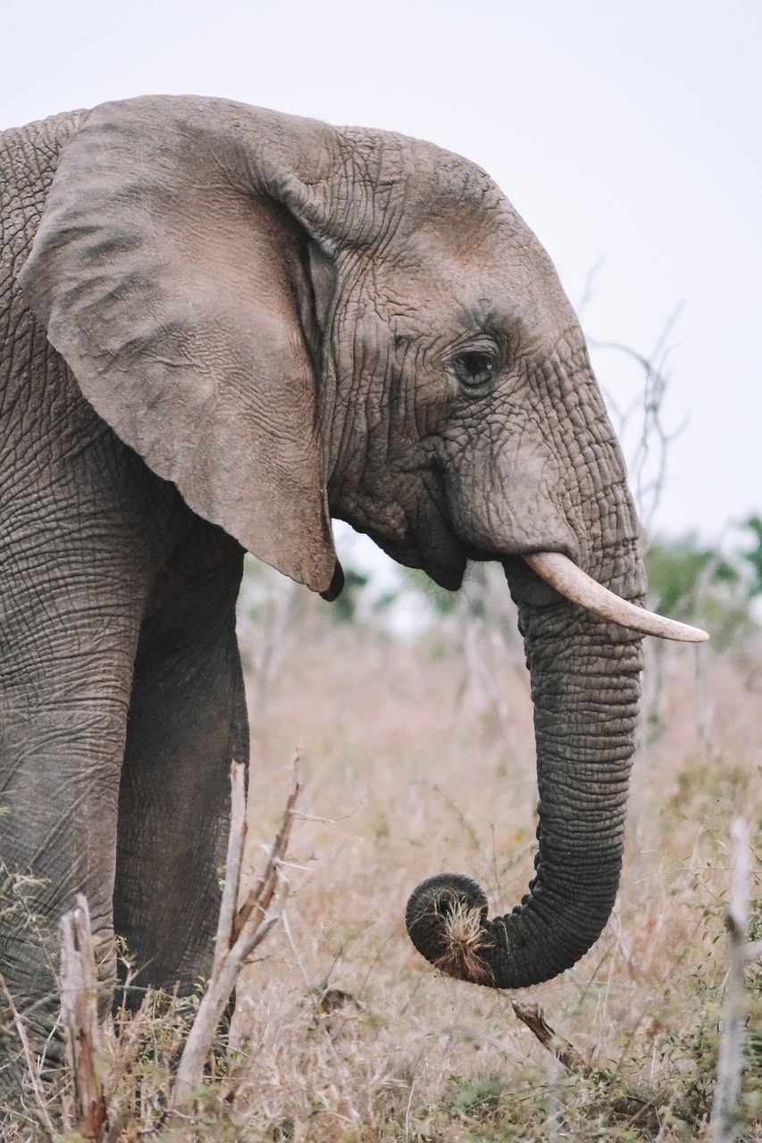 elephant 6723451 1280.jpg