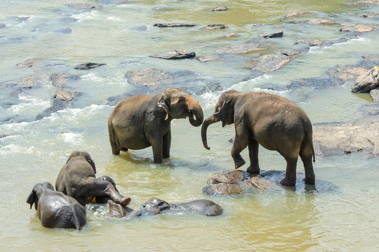 sri lankan elephant 4043775 1280.jpg